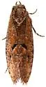 Acrolophus cockerelli - Hodges#0345 - photo 5