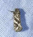 Acrolophus crescentella - Hodges#0346