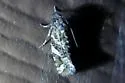 Acrolophus crescentella - Hodges#0346 - photo 2