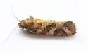 Acrolophus crescentella - Hodges#0346 - photo 4