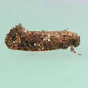 Cresson's Grass-tubeworm Moth - Hodges#0347