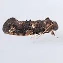 Cresson's Grass-tubeworm Moth - Hodges#0347 - photo 2