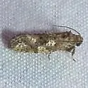 Cresson's Grass-tubeworm Moth - Hodges#0347 - photo 3