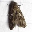 Cresson's Grass-tubeworm Moth - Hodges#0347 - photo 4