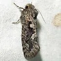 Acrolophus davisellus - Hodges#0348