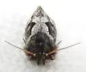 Acrolophus davisellus - Hodges#0348 - photo 3