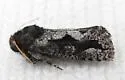 Acrolophus davisellus - Hodges#0348 - photo 4
