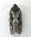 Acrolophus davisellus - Hodges#0348 - photo 5