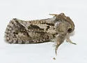 Acrolophus filicicornis - Hodges#0352