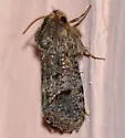 Acrolophus filicicornis - Hodges#0352 - photo 2