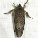Acrolophus filicicornis - Hodges#0352 - photo 3
