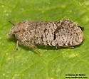 Acrolophus filicicornis - Hodges#0352 - photo 4