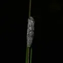 Acrolophus forbesi - Hodges#0353