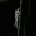 Acrolophus forbesi - Hodges#0353 - photo 2