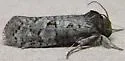 Acrolophus forbesi - Hodges#0353 - photo 4