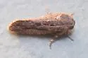 Acrolophus furcatus - Hodges#0354