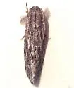 Acrolophus furcatus - Hodges#0354 - photo 2