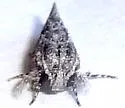 Acrolophus furcatus - Hodges#0354 - photo 3