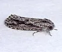 Acrolophus furcatus - Hodges#0354 - photo 4