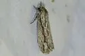 Acrolophus furcatus - Hodges#0354 - photo 5