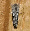 Acrolophus griseus - Hodges#0355