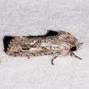 Acrolophus griseus - Hodges#0355 - photo 2