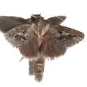 Acrolophus griseus - Hodges#0355 - photo 3