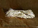 Acrolophus griseus - Hodges#0355 - photo 4
