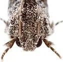 Acrolophus griseus - Hodges#0355 - photo 5