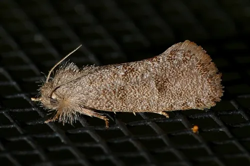 Heppner's Grass Tubeworm Moth - photo 2