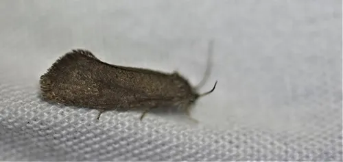 Heppner's Grass Tubeworm Moth - photo 3