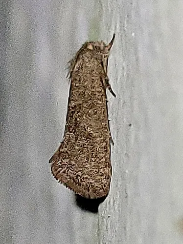 Heppner's Grass Tubeworm Moth - photo 4