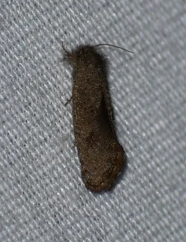 Heppner's Grass Tubeworm Moth - photo 5