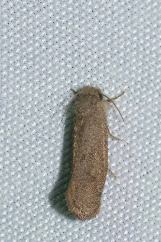 Heppner's Grass Tubeworm Moth - photo 6