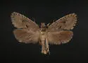 Acrolophus kearfotti - Hodges#0357 - Acrolophus kearfotti