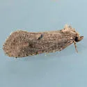 Acrolophus kearfotti - Hodges#0357 - photo 2