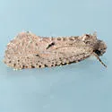 Acrolophus kearfotti - Hodges#0357 - photo 3