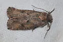 Acrolophus kearfotti - Hodges#0357 - photo 5