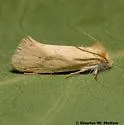Acrolophus laticapitana - Hodges#0359