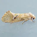 Acrolophus laticapitana - Hodges#0359 - photo 2