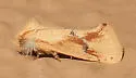 Acrolophus laticapitana - Hodges#0359 - photo 4