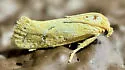 Acrolophus laticapitana - Hodges#0359 - photo 5