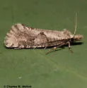 Acrolophus macrophallus - Hodges#0363