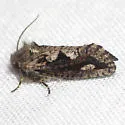 Acrolophus minor - Hodges#0365 - Acrolophus minor