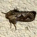Acrolophus minor - Hodges#0365 - photo 2