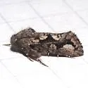 Acrolophus minor - Hodges#0365 - photo 3