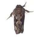 Acrolophus minor - Hodges#0365 - photo 4