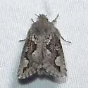 Acrolophus minor - Hodges#0365 - photo 5