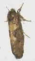 Late Tubeworm Moth - Hodges#0367