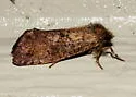 Late Tubeworm Moth - Hodges#0367 - photo 2